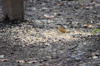 Nuthatch by a wooden bench ready to eat some seed
