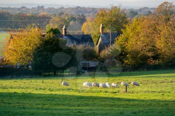 EAST GRINSTEAD, WEST SUSSEX/UK - NOVEMBER 5 : Sheep grazing on farmland in East Grinstead, West Sussex on November 5, 2020