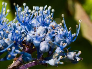 Close-up of a blue Hydrangea