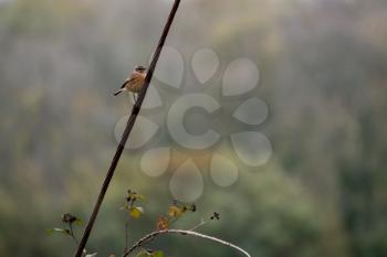 Female Common Stonechat (Saxicola rubicola) clinging to a wire