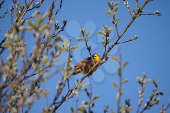 Yellowhammer (Emberiza citrinella) enjoying the spring sunshine