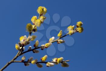 Common Sallow (Salix caprea) golden yellow catkins are the harbinger of spring