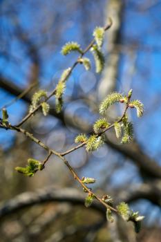 Catkins of the Grey Willow (Salix cinerea L.) or Common Sallow