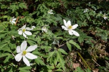 Wood Anemone (Anemone nemorosa) in bloom