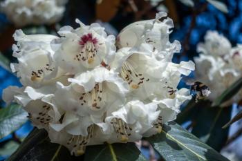Bumble Bee Pollinating a White Rhododendron