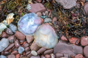 Barrel Jellyfish (Rhizostoma pulmo) washed ashore at st Brides Bay Pembrokeshire