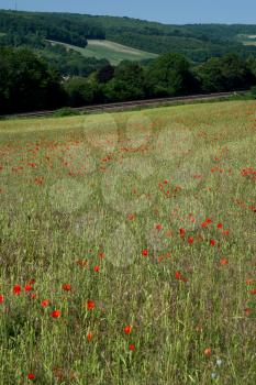 A Field of Poppies in Kent