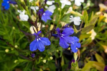 Small blue Violas wth two white ray markings
