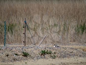 Pied Avocet
(Recurvirostra avosetta) Nesting by a Lagoon in Suffolk