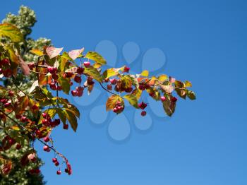 Spindle Tree with distinctive fruit