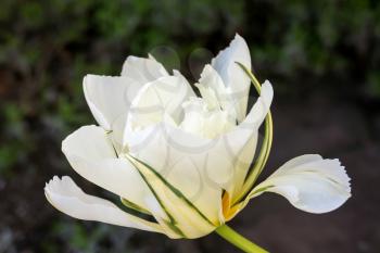 White Hybrid Tulip