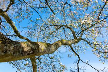 Magnolia Tree Flowering