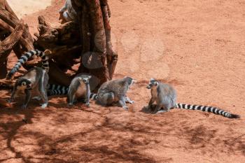 FUENGIROLA, ANDALUCIA/SPAIN - JULY 4 : Ring-tailed Lemurs (Lemur catta) at the Bioparc in Fuengirola Costa del Sol Spain on July 4, 2017