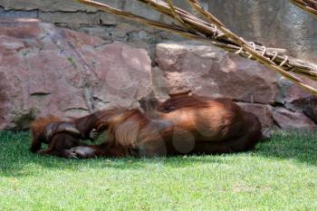 FUENGIROLA, ANDALUCIA/SPAIN - JULY 4 : Mother and Baby Orangutan at the Bioparc Fuengirola Costa del Sol Spain on July 4, 2017