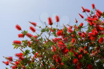 Bottlebrush Tree (Callistemon) flowering in Sardinia