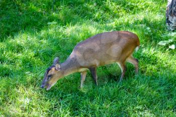 Muntjac Deer (Muntiacus)