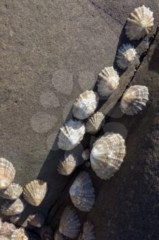 A cluster of Limpets