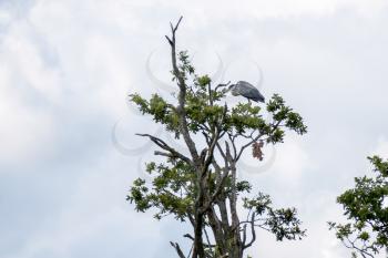 Grey Heron (Ardea cinerea) perched on a tree