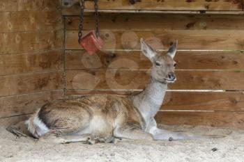 Thorold's Deer (Cervus albirostris) or White-Lipped Deer