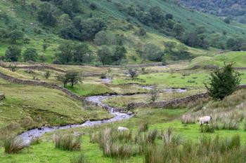 Sheep near a stream north of Windermere