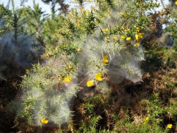 Huge Spiders Web on a Gorse Bush in the Ashdown Forest