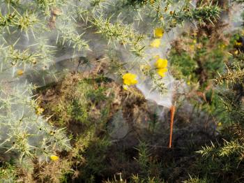 Huge Spiders Web on a Gorse Bush in the Ashdown Forest