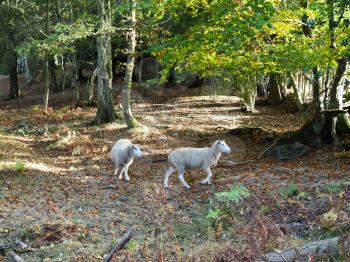 Sheep Wandering in the Ashdown Forest
