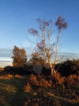 Sunlit Silver Birch Tree in the Ashdown Forest