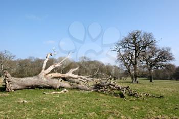 Dead Tree in West Grinstead