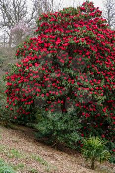 Red Rhododendron in flower