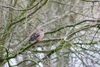 Common Chaffinch (Fringilla coelebs) perched in a tree on a chilly February day
