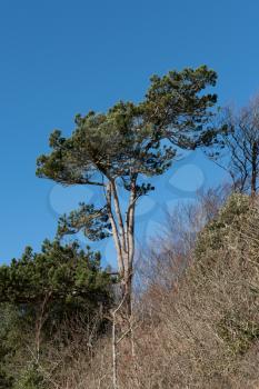 Pine tree in winter against a brilliant blue sky