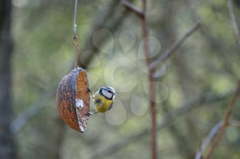 Blue Tit clinging to a coconut shell in the early morning spring sunshine