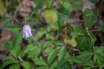 Crowfoot (Anemone nemora) one of the first wild flowers to emerge in springtime