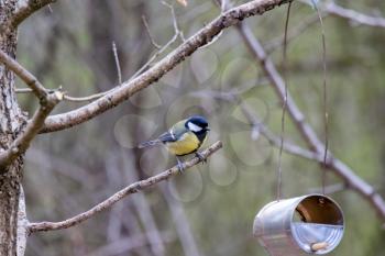 Great Tit perched on a branch looking at a home made feeder