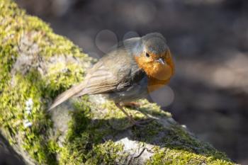 Robin standing on a moss covered branch in the spring sunshine