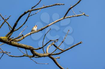 European Goldfinch enjoying the early morning spring sunshine