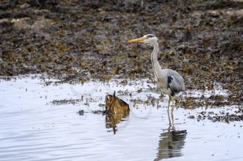 Grey Heron (Ardea cinerea) in shallow water at Restronguet Creek in Cornwall