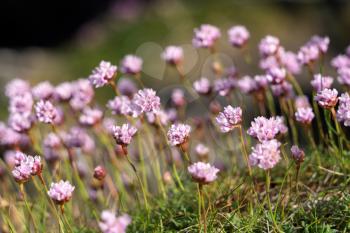 Sea Pinks (Armeria) flowering in springtime at Pendennis Point near Falmouth in Cornwall