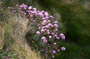 Sea Pinks (Armeria) flowering in springtime at Pendennis Point near Falmouth in Cornwall