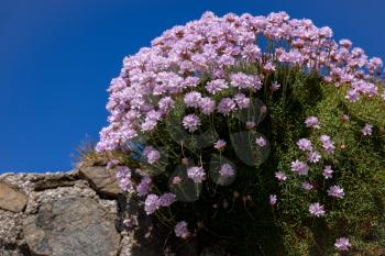 Sea Pinks (Armeria) flowering in springtime at St Ives in Cornwall