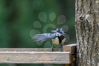 Young fledgling Great Tit looking for food on a wooden tray filled with seed