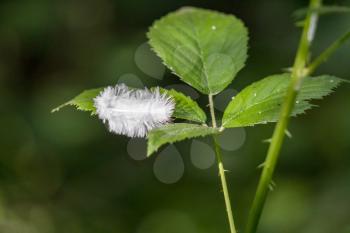 White feather caught on a bramble leaf in springtime