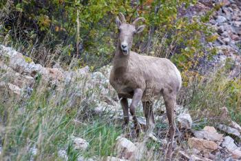 Bighorn Sheep (Ovis canadensis) on a rocky hill in Wyoming