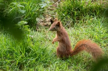 Young Eurasian Red Squirrel (Sciurus vulgaris) standing on hind legs