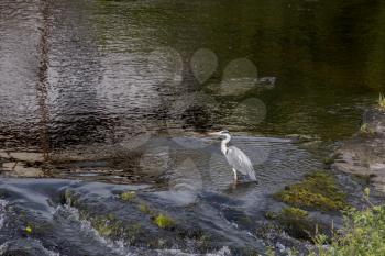 Grey Heron (Ardea cinerea) in shallow water at Llangollen