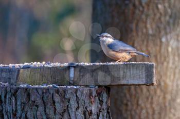 Nuthatch perched on tree stump with a seed in its beak