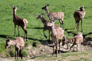 Herd of Red Deer (cervus elaphus) in a field by a drainage ditch
