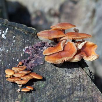 Velvet Shank Fungi (Flammulina velutipes) growing on an old tree stump
