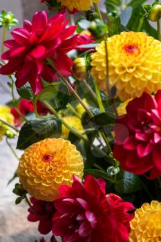 Floral arrangement of vibrant red and yellow cut flower Dahlias
